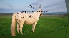  Presentation with white horse - PPT theme with frisian - white horse standing background and a light blue colored foreground