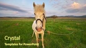  Presentation with white horse - Slide deck having frisian - white horse standing background and a  colored foreground