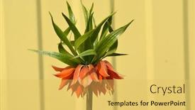  Presentation with crown - Beautiful PPT layouts featuring fritillaria-imperialis-crown-imperial-imperial backdrop and a yellow colored foreground
