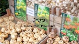  Presentation with tuber crops - PPT layouts featuring fritillaria lutea and rubra tuber background and a  colored foreground