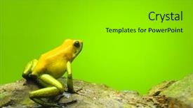  Presentation with poison - Slides enhanced with frog - dendrobates with copy space background and a gray colored foreground