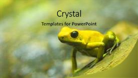  Presentation with poison - Amazing theme having frog - dendrobates with copy space backdrop and a yellow colored foreground