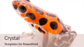  Presentation with poison - Amazing PPT theme having frog a beautiful orange amphibian backdrop and a soft green colored foreground