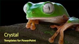  Presentation with amazon jungle - Cool new presentation theme with frog amazon animal rain forest backdrop and a wine colored foreground