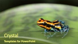  Presentation with tropical rainforest - Presentation theme with frog amazon rainforest peru poison background and a tawny brown colored foreground
