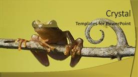  Presentation with rainforest - Theme having frog amphibian treefrog rainforest branch background and a  colored foreground