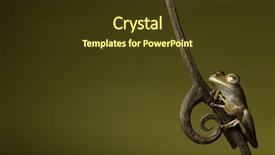  Presentation with rainforest - Amazing slide deck having frog amphibian treefrog rainforest branch backdrop and a tawny brown colored foreground