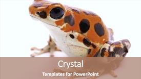  Presentation with poison - Presentation theme consisting of frog beach bocas del toro background and a coral colored foreground