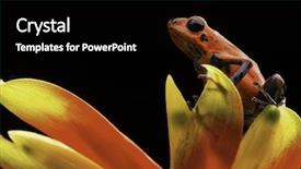  Presentation with tropical forest - Slides enhanced with frog costa rica and nicaragua background and a black colored foreground