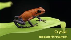  Presentation with costa rica - Beautiful slides featuring frog costa rica and nicaragua backdrop and a tawny brown colored foreground