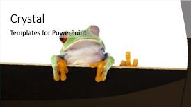  Presentation with frog - Audience pleasing slides consisting of frog frame backdrop and a white colored foreground