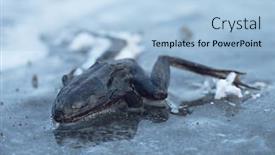  Presentation with winter ice - PPT theme with frog-frozen-to-death background and a light blue colored foreground