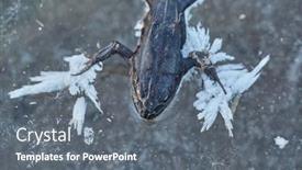  Presentation with lake ice - PPT theme enhanced with frog-frozen-to-death background and a gray colored foreground