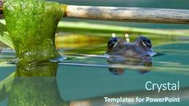  Presentation with danube delta - Amazing presentation design having frog-in-natural-habitat-danube backdrop and a ocean colored foreground