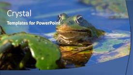  Presentation with danube delta - Amazing slide set having frog-in-natural-habitat-danube backdrop and a teal colored foreground