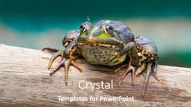  Presentation with danube delta - Colorful PPT layouts enhanced with frog-in-natural-habitat-danube backdrop and a coral colored foreground