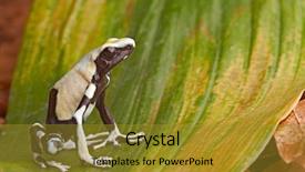  Presentation with tropical rainforest - Amazing PPT layouts having frog in tropical amazon rainforest backdrop and a gold colored foreground