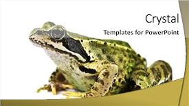  Presentation with frog - Cool new theme with frog isolated on white background backdrop and a  colored foreground