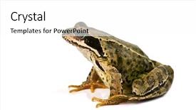  Presentation with frog - Presentation theme having frog-isolated-on-white-background background and a white colored foreground