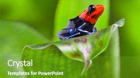  Presentation with poison - PPT theme having frog of amazon rain forest background and a tawny brown colored foreground