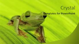  Presentation with tropical forest - Beautiful theme featuring frog-of-tropical-amazon-rain backdrop and a yellow colored foreground