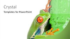  Presentation with frog - Beautiful slides featuring frog-on-a-wet-bottle backdrop and a white colored foreground
