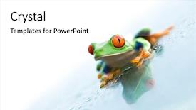  Presentation with water droplets - Presentation having frog on glass with water background and a white colored foreground