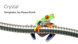  Presentation with frog - Audience pleasing PPT layouts consisting of frog on metal isolated on white - a red-eyed tree frog agalychnis callidryas closeup backdrop and a white colored foreground