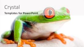  Presentation with frog - Beautiful PPT theme featuring frog on rock against solid white background red-eyed tree frog macro agalychnis callidryas with focus on eye backdrop and a white colored foreground