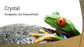  Presentation with frog - Amazing PPT theme having frog on rock red-eyed tree frog macro isolated over white with focus on eye backdrop and a white colored foreground