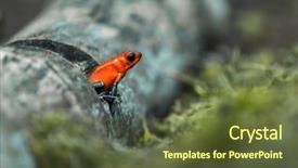  Presentation with poison - Cool new slide set with frog or strawberry poison-dart backdrop and a tawny brown colored foreground