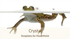  Presentation with frog - PPT layouts having frog rana esculenta in water background and a cream colored foreground