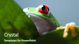 Presentation with frog - Beautiful PPT theme featuring frog shadow on the leaf backdrop and a tawny brown colored foreground