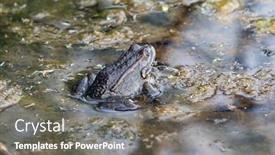 Presentation with frog - Slide deck consisting of frog-sitting-in-a-water background and a gray colored foreground