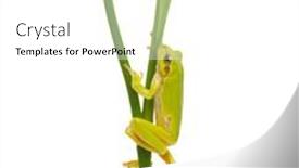  Presentation with frog - PPT theme having frog-sitting-on-a-green background and a white colored foreground