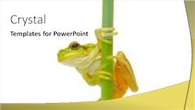  Presentation with frog - Slides having frog-sitting-on-a-green background and a white colored foreground