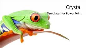  Presentation with frog - Beautiful presentation design featuring frog sitting on a leaf backdrop and a white colored foreground
