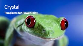  Presentation with animal - Audience pleasing PPT theme consisting of frog-small-animal-red-eyed backdrop and a royal blue colored foreground