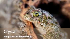 Presentation with green nature - Audience pleasing slides consisting of frog with bulging green eyes backdrop and a coral colored foreground