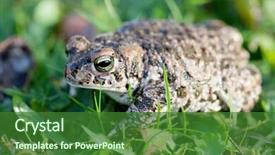  Presentation with pink and green nature - Beautiful theme featuring frog with bulging green eyes backdrop and a forest green colored foreground