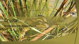  Presentation with frog - PPT theme featuring frog background and a gold colored foreground