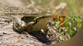 Presentation with frog - PPT theme having frog background and a coral colored foreground