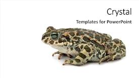  Presentation with frog - Presentation theme with frog background and a white colored foreground