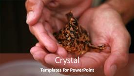  Presentation with maui - Slides with frogfish-antennarius-commersonii-found background and a red colored foreground