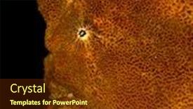  Presentation with swim - Slide set enhanced with frogfish-sits-still background and a tawny brown colored foreground