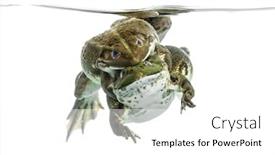  Presentation with frogs - PPT theme featuring frogs copulating under clear water isolated on white background and a white colored foreground