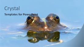  Presentation with frogs - Theme having frogs-in-natural-habitat-during background and a light blue colored foreground