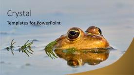  Presentation with danube delta - PPT layouts enhanced with frogs-in-natural-habitat-during background and a light blue colored foreground