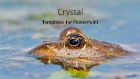  Presentation with frogs - Cool new slide deck with frogs-in-natural-habitat-during backdrop and a light blue colored foreground