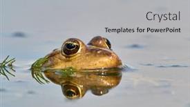  Presentation with frogs - Audience pleasing presentation design consisting of frogs-in-natural-habitat-during backdrop and a light gray colored foreground